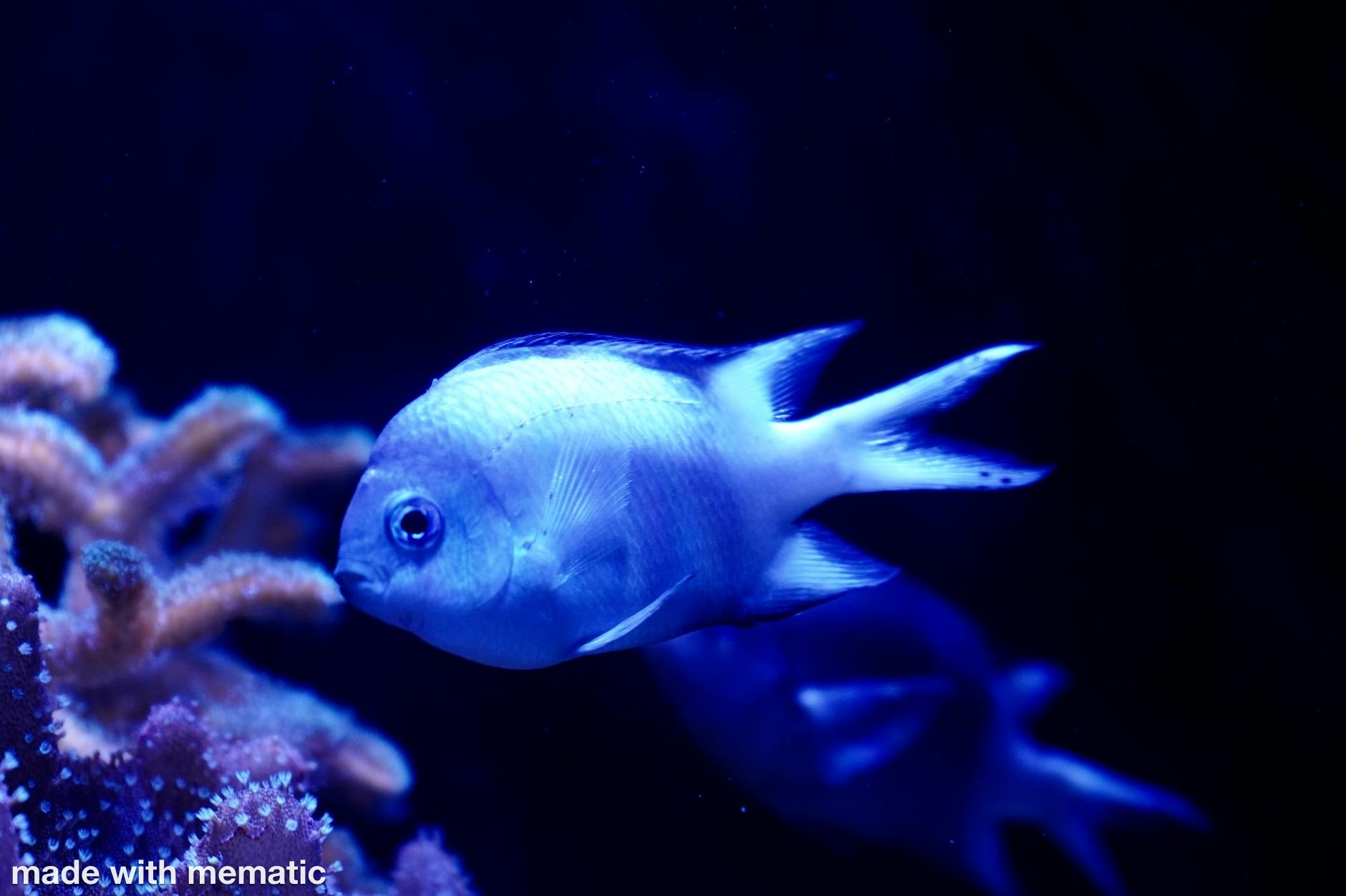 Pisces Moon Reflections