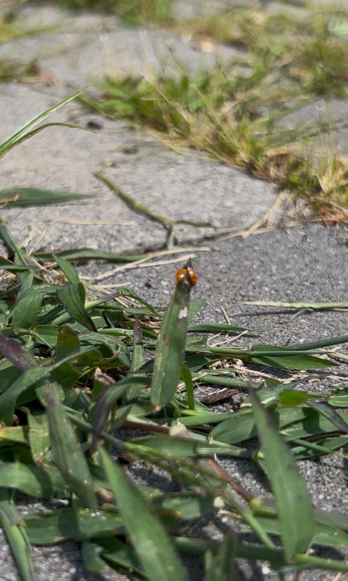 Ladybug Reflections