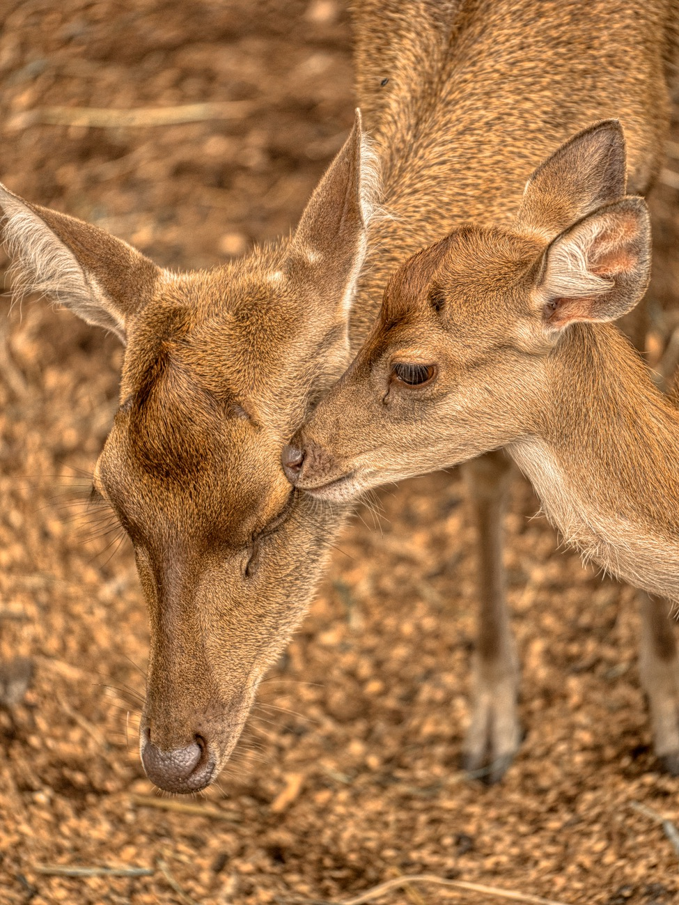 The Light That Followed (Chapter 2)